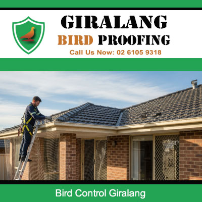 Bird control technician working on residential roof in Giralang