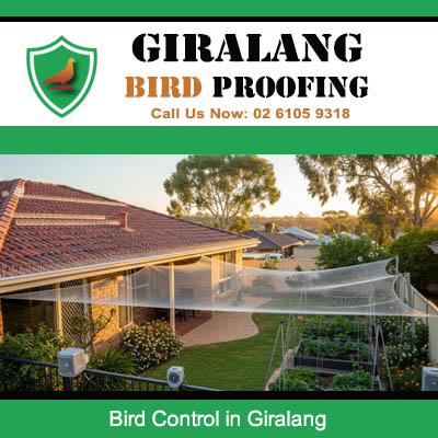 Bird control netting installed over backyard area in Giralang Canberra
