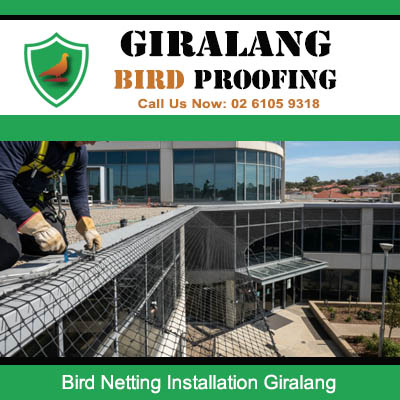 Large scale bird netting installation for commercial property at Giralang site