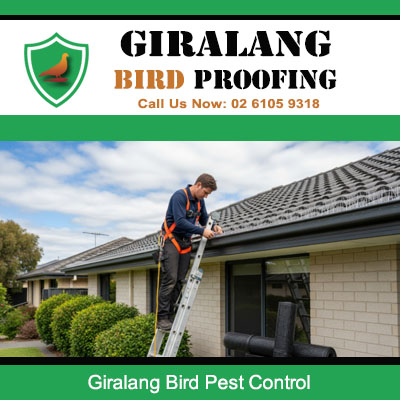 Professional bird pest control specialist working on home rooftop in Giralang ACT