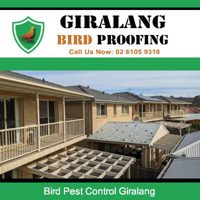 Bird pest control assessment on new residential development in Giralang Canberra