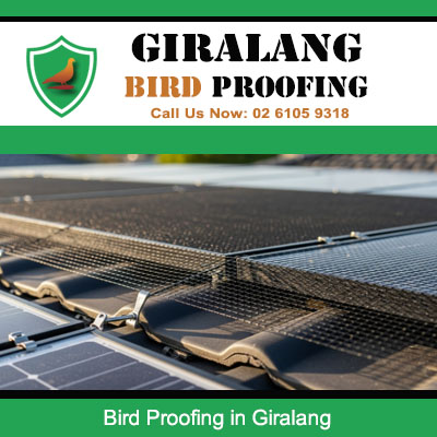 Bird proofing mesh securing solar panel edges on residential roof in Giralang