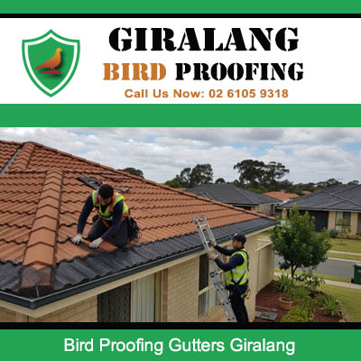 Professional bird proofing gutters service being performed on home in Giralang ACT