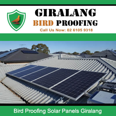 Bird proofing solar panels with protective mesh on residential roof in Giralang