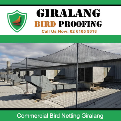 Quality commercial bird netting fitted to commercial premises in Giralang industrial area