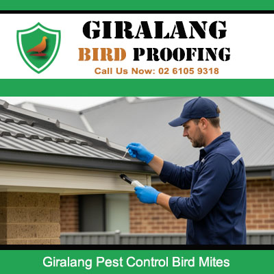 Licensed pest control service treating bird mite infestation at Giralang property