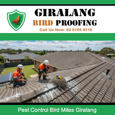Pest control team treating bird mites on residential roof in Giralang Canberra